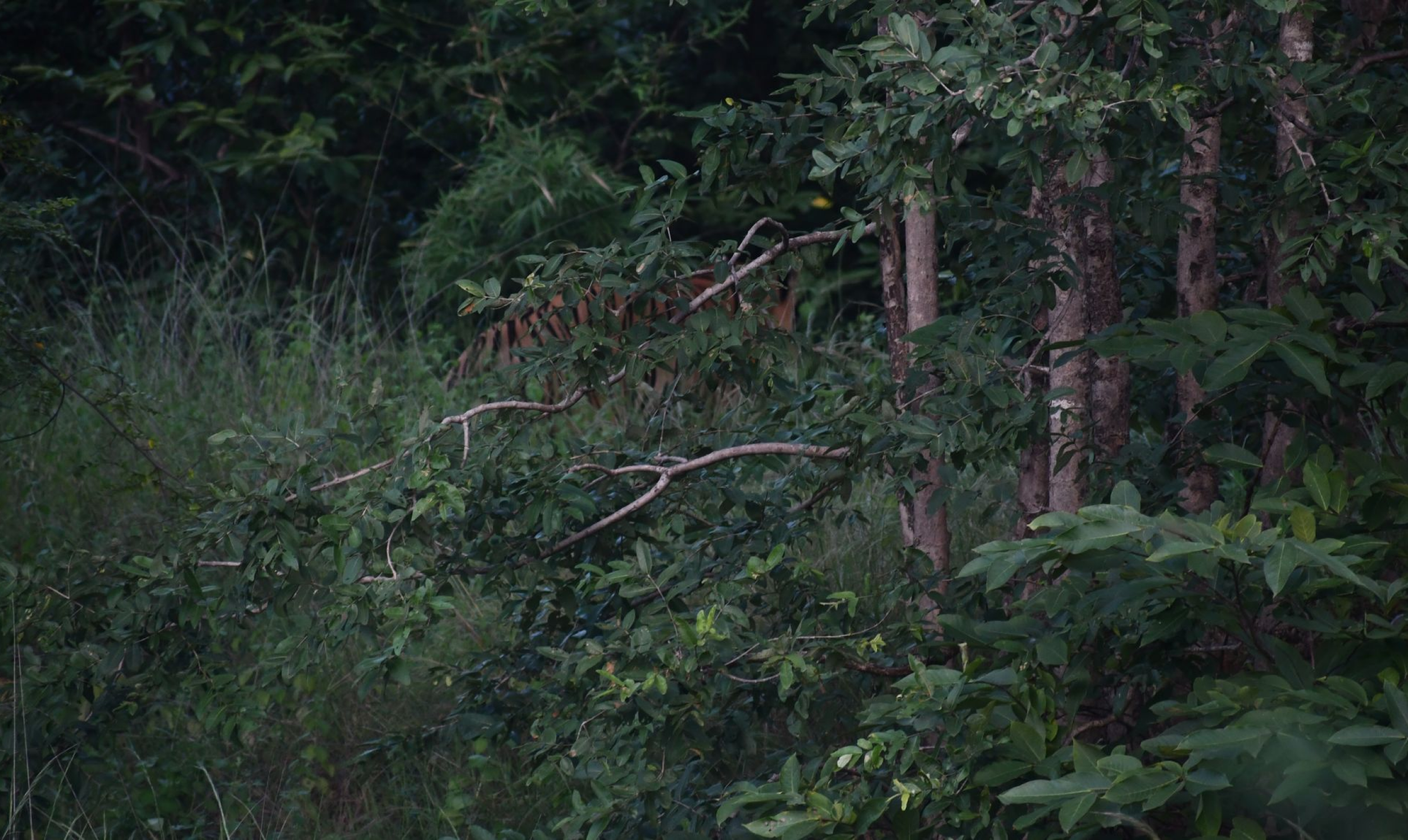 Animals in the forest do not hide their intent