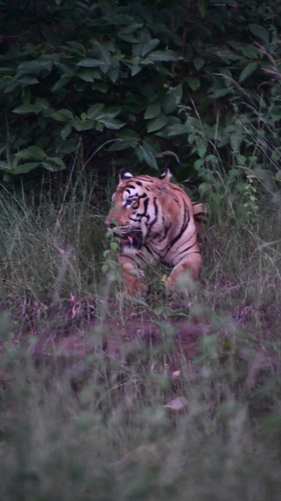 Tiger in Tadoba
