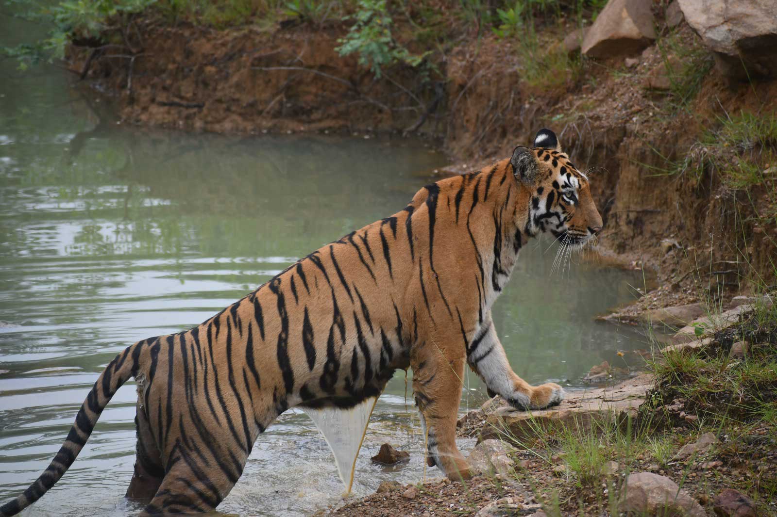 Tiger in Tadoba