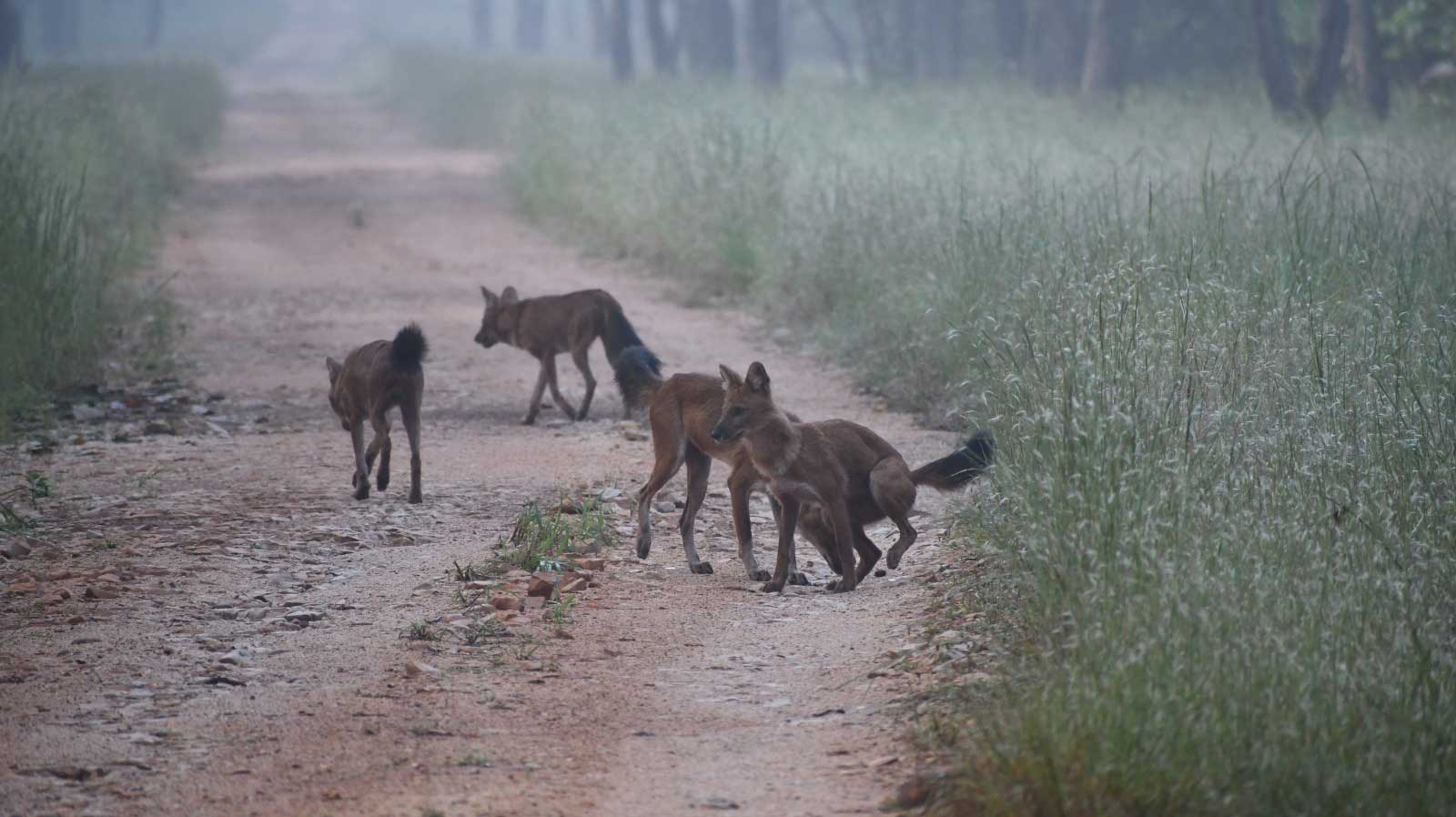 Tiger in Tadoba